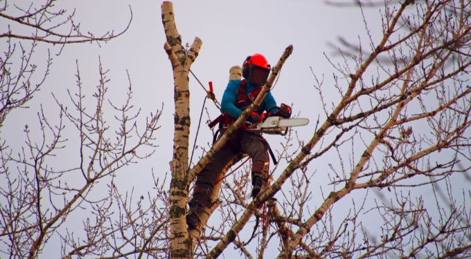 Обрезка деревьев альпинистами